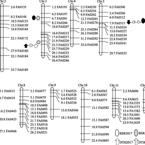 Genetic Linkage Map Of 112 Snp Markers And Positions Of The Qtls For