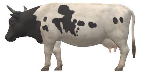 Cow isolated on a Transparent Background 43988508 PNG