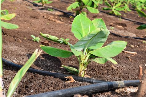 Small banana plants growing in a banana garden, Planting a banana ...