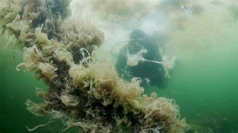 Turkey: 'Sea snot' spreads through shorelines of south Istanbul | World ...