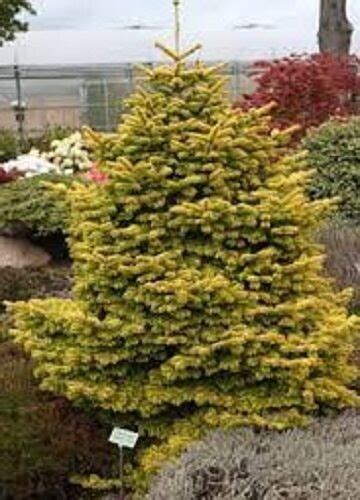 Abies Nordmanniana Aurea L X Cm Bushy