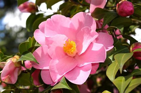 Premium Photo | Pink camellia flower