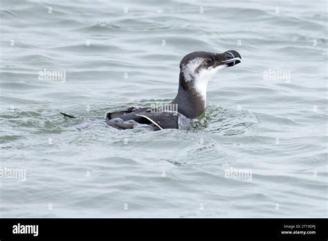 Razorbill (Alca torda) winter plumage fishing Norfolk October 2023 ...