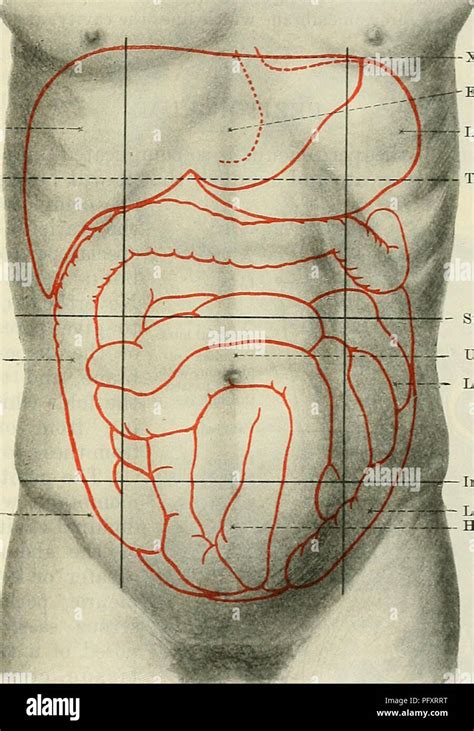 Hypochondrium Hi Res Stock Photography And Images Alamy