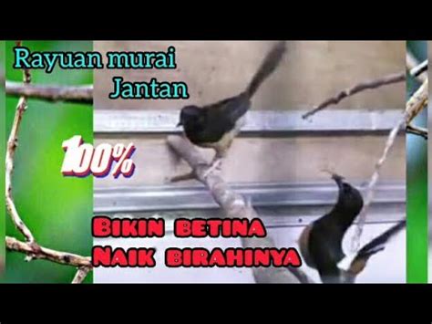 Murai Batu Kawin Suara Murai Batu Kawin Bikin Birahi YouTube