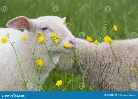 Sheep And Flowers Stock Photo Image Of Lamb People 30908220