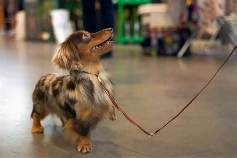 Hunde Im Sportgesch Ft Sind Hunde Bei Decathlon Erlaubt