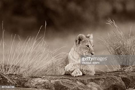 Baby Big Bird Photos and Premium High Res Pictures - Getty Images