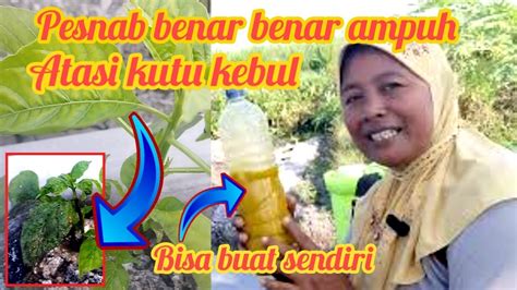 Bercocok Tanan Cabe Cara Merawat Tanaman Cabe Dimasa Pertumbuhan