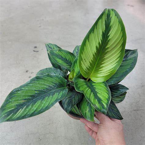 Best Low-Light Plants - Peace, Love & Happiness Club