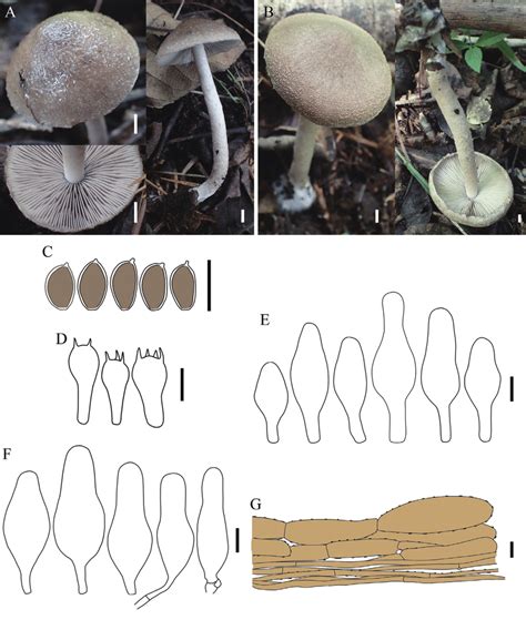 Basidiomata And Microscopic Features Of Coprinopsis Jilinensis A