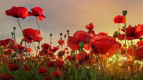 Le Coquelicot Ne Fait Pas Quembellir Nos Jardins Il Se Mange Ici