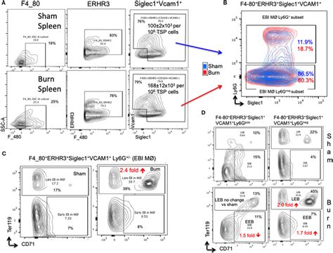 Erythroblast Island EBI Profile In Spleen Is A Mirror Image Of Bone