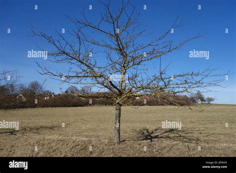 Malus domestica, Apple Tree Stock Photo - Alamy