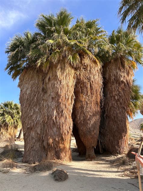 San Andreas Fault Jeep Tour From Palm Desert Palm Springs Guam