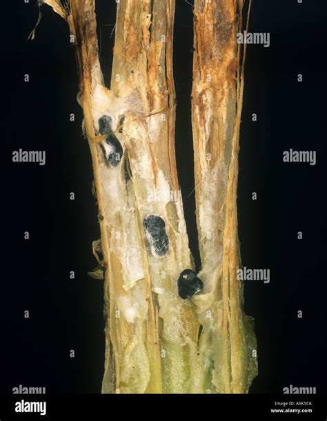 Sclerotinia White Mould Hi Res Stock Photography And Images Alamy