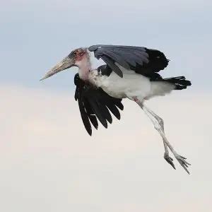 Marabou Stork - Facts, Diet, Habitat & Pictures on Animalia.bio