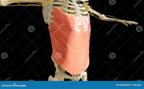 Abdominal External Oblique Muscle Anatomy For Medical Concept 3d Rendering Stock Illustration