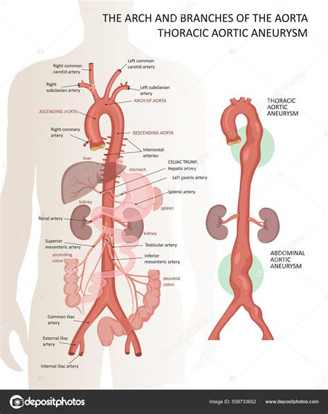 Abdominal Aorta Labeled Images