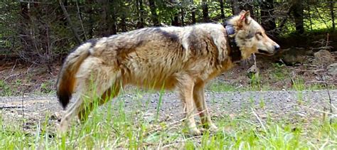 Southwest Washington has its first wolf pack - Columbia Insight