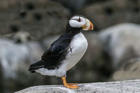 Horned Puffin Seward Coast Alaska 1724 Alan Gutsell Flickr