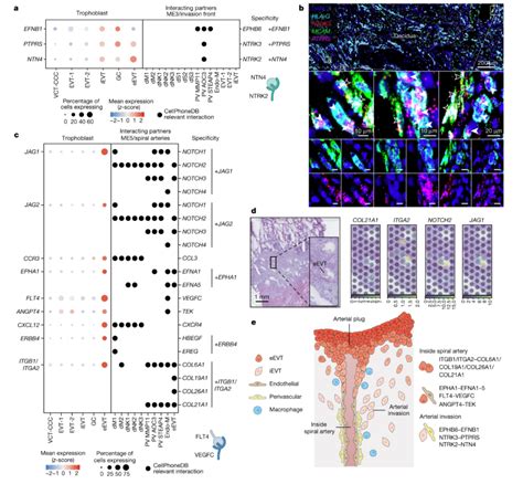 Nature 单细胞及空间多组学构建孕早期滋养层发育的空间多组学图谱 云准医药科技（上海）有限公司