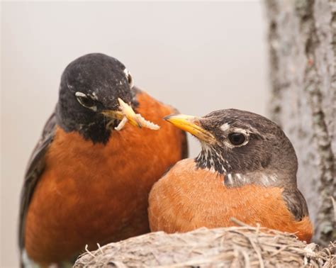 robin bird american red robin images  pinterest