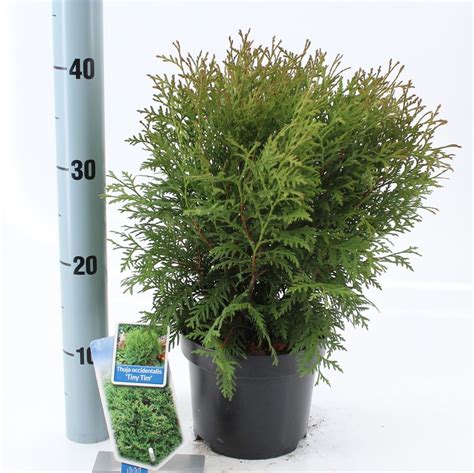 Thuja Occidentalis Tiny Tim Plant Wholesale Floraccess