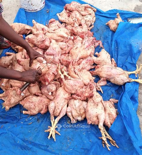 Alimentation Poulets De Chair Au S N Gal Coinafrique S N Gal