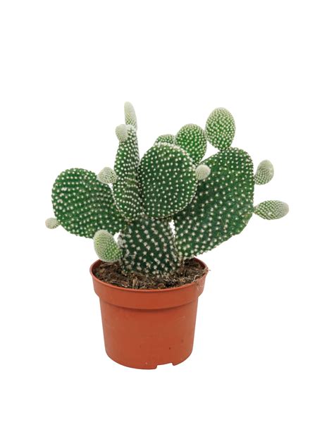 Mickey Mouse kaktus Opuntia microdasys Ø10 5 cm potte Plantorama