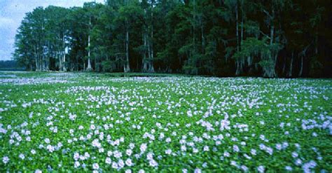 Water Hyacinth - Stop Aquatic Hitchhikers