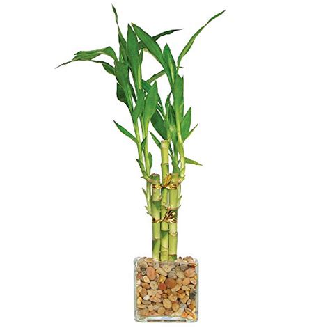 Bamboo Bonsai Plant: Care Guide with Collector Photos