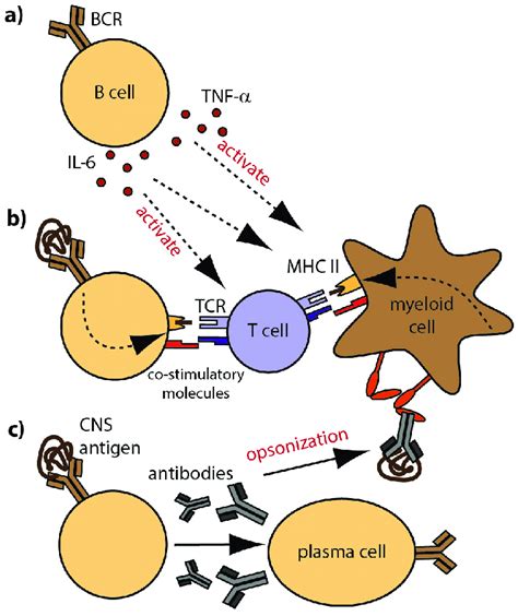 Cellular And Molecular B Cell Properties In Ms A B Cells Modulate Download Scientific