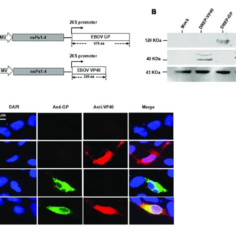 Expression Of Ebov Gp And Vp Proteins Based On Sfv Drep Vectors