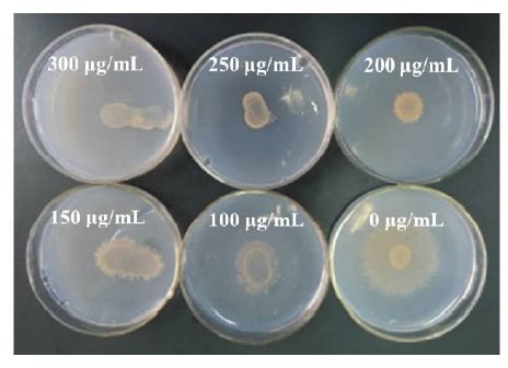 菟丝子生防菌鲁保一号生物学特性及T DNA插入突变体库的构建