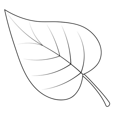 hoja de álamo parte del árbol con venas ilustración vectorial estilo