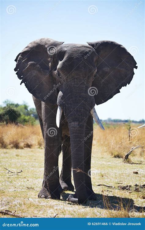 African Elephants Loxodon Africana In Bwabwata National Park