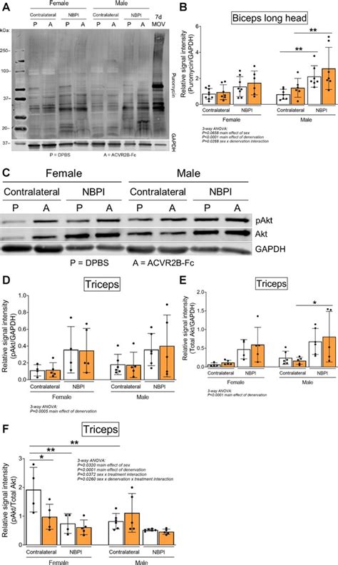 Sex Specific Role Of Myostatin Signaling In Neonatal Muscle Growth