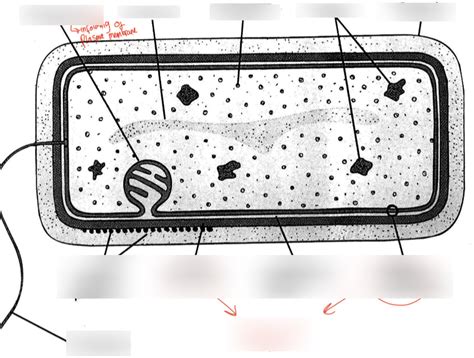 Bacteria Diagram | Quizlet