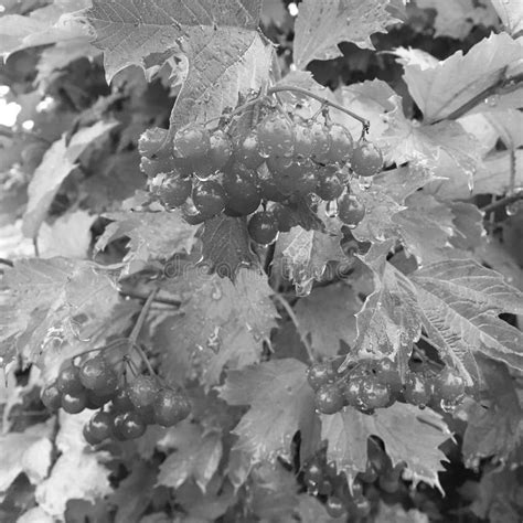 Viburno De Berry Rojo Dulce Que Crece En El Arbusto Con Hojas Verde Foto De Archivo Imagen De