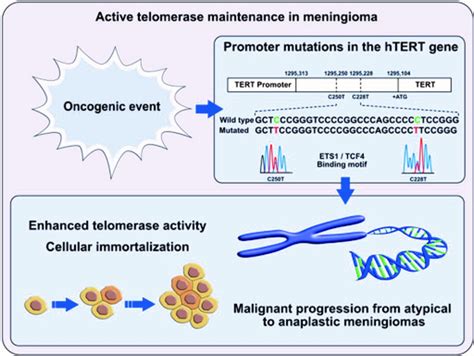 Diagnostics Free Full Text Human Tert Promoter Mutations In