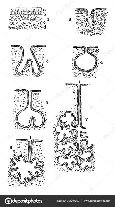 Diagram Represents Diagram Showing Various Forms Secreting Glands