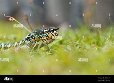 Waglers Pit Vipers Hi Res Stock Photography And Images Alamy