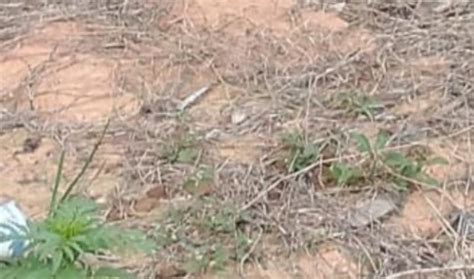 Vídeo Cabeça humana é achada por moradores na Zona Norte de Manaus