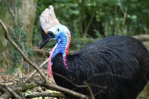 Casuarius Casuarius Casoar à Casque Southern Cassowary Flickr