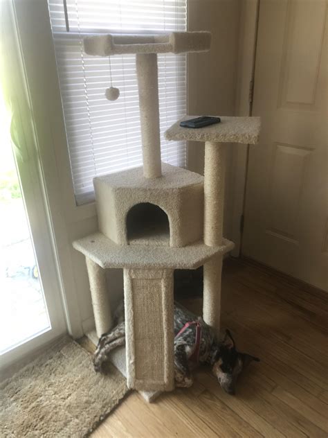 It’s a reverse steal! Stolen cat tree! | Scrolller