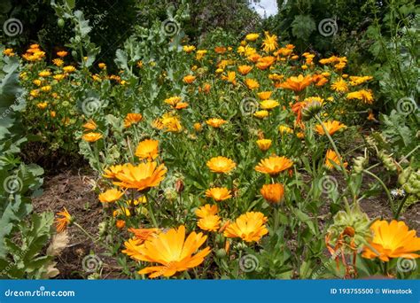 Orange Field Marigolds in a Green Garden Stock Photo - Image of blossom ...