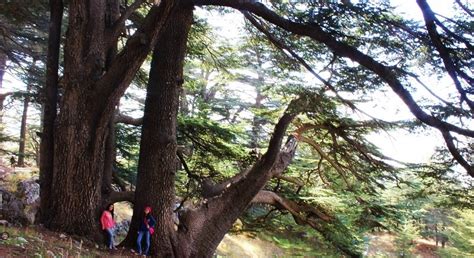 8 Cedars Forests to visit in Lebanon - LebanonUntravelled.com