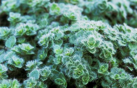 16 Silver Foliage Plants To Brighten Your Landscape