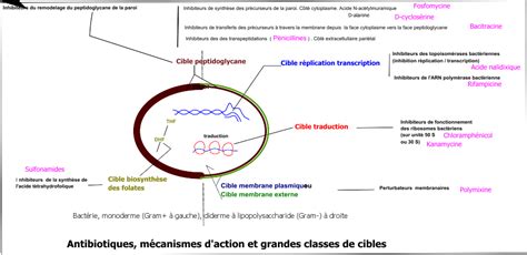 Antibiotiques Modes D Action